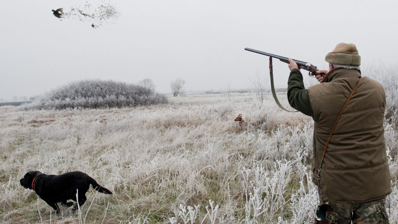 Papp János ÁLLAT fácán fegyver HADI FELSZERELÉS háziállat kutya madár puska TÁRGY vadász vadászfegyver vadászkutya vadászpuska 