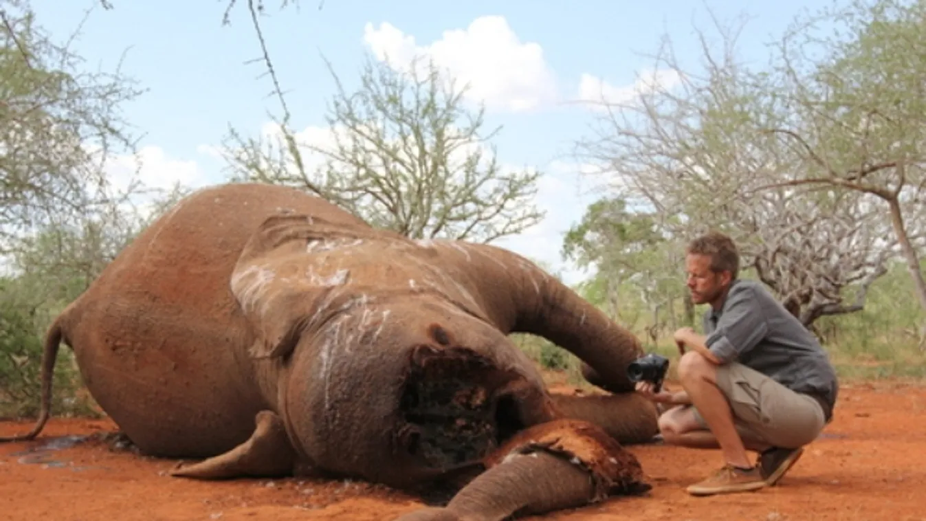 elefántok pusztulása 