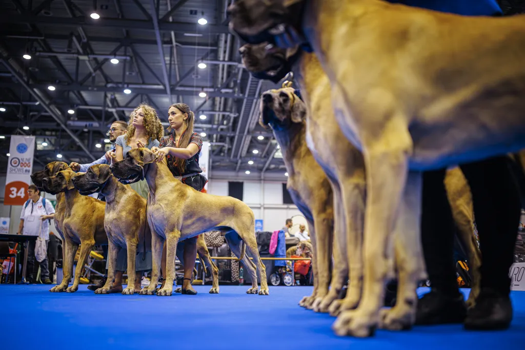 A világ legszebb és legügyesebb kutyái gyűltek össze ezen a kiállításon, galéria, 2023 