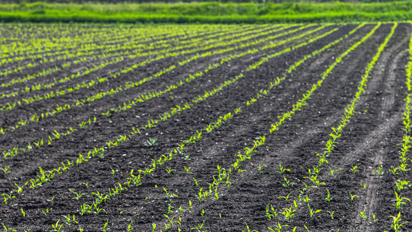 Általános kulcsszó ÉVSZAK FOTÓ FOTÓTÉMA haszonnövény kukorica kukoricatábla NÖVÉNY szántóföld TÁJ tavasz természetfotó zöldség magyar mezőgazdaság Magyarország 