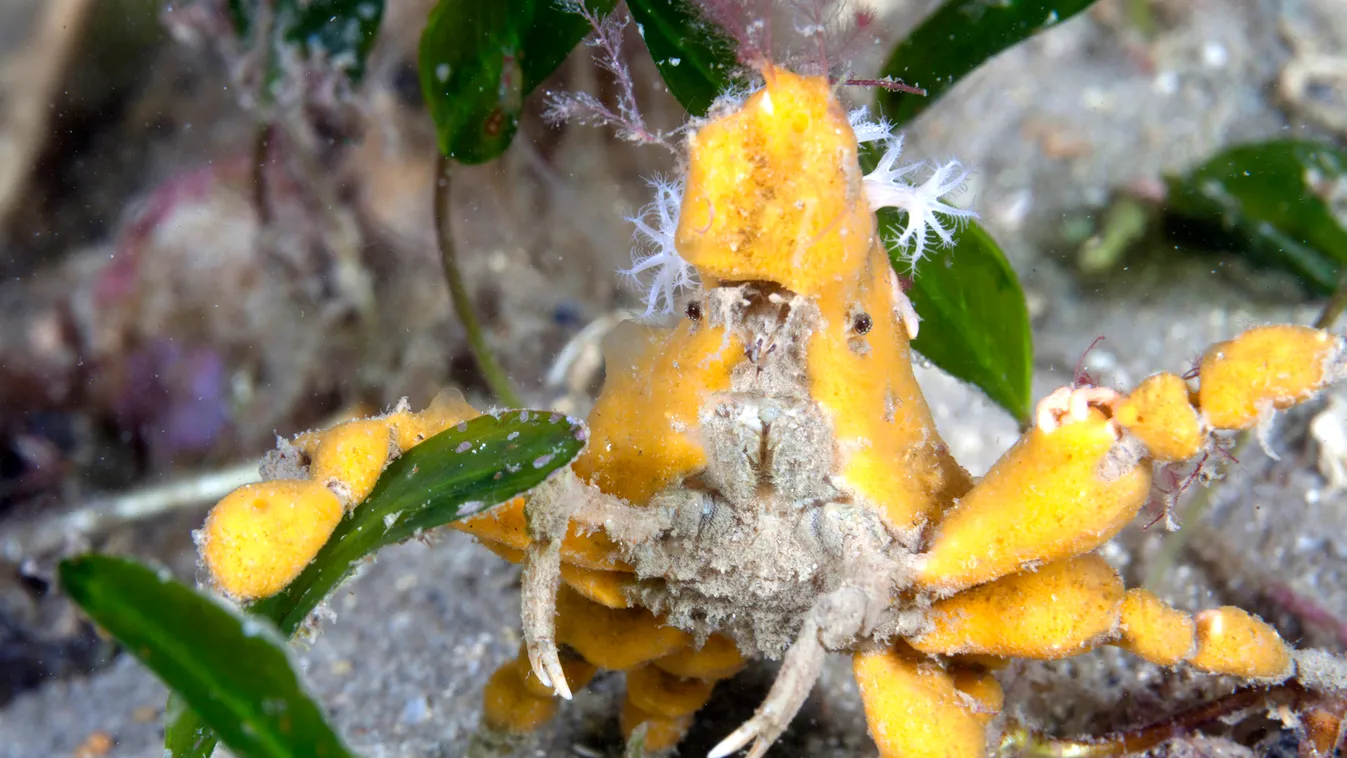 Decorator Crab 
That can't be comfortable, so much sponge on top of you. 