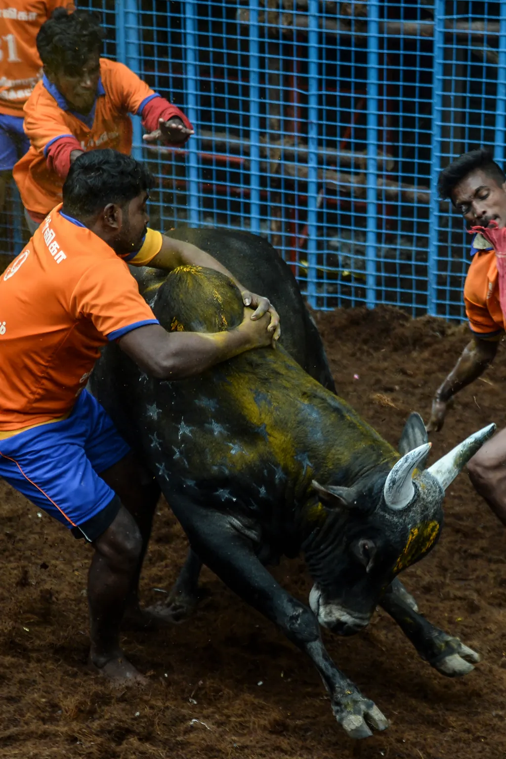 Jallikattu Avaniyapuram bika India Tamil Nadu 