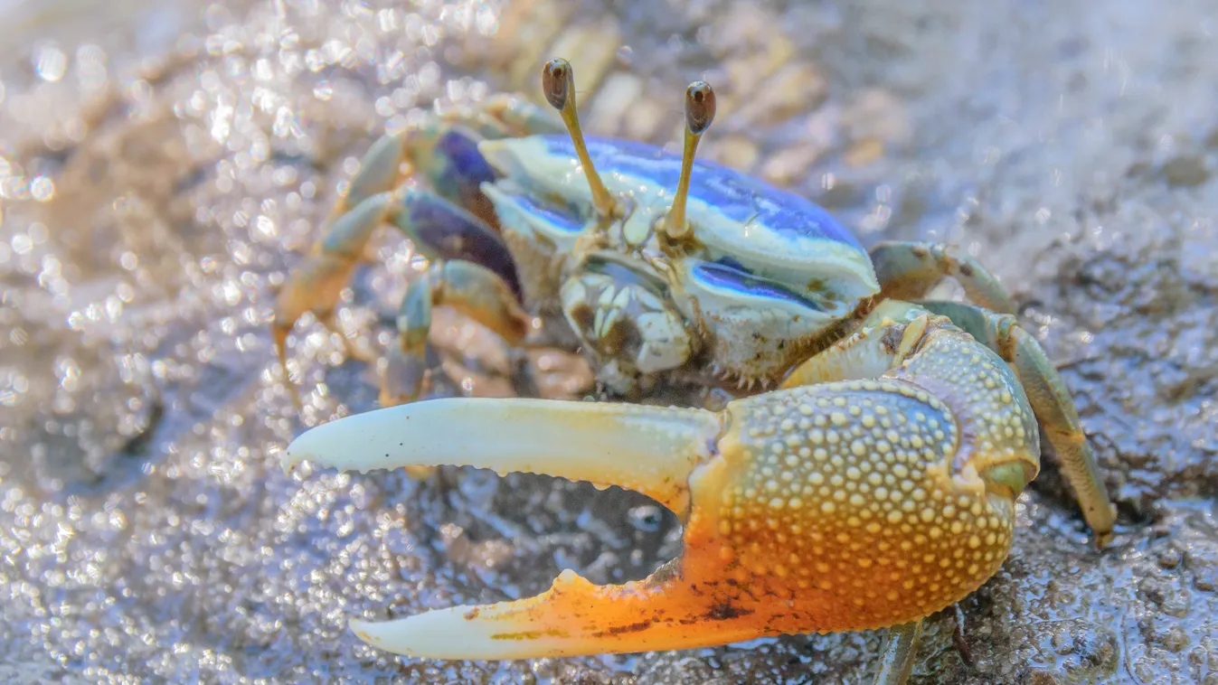 Integető rák (Uca sp), Mangrove of Belo sur mer, Southwestern coast of Madagascar, south of Morondava Mangrove SEA ADULT Male Courtship behaviour Front shot OVERVIEW Colorful Claw (animal) Mud (matter) Uca August Mozambique Channel Nobody Fiddler crab (Uc