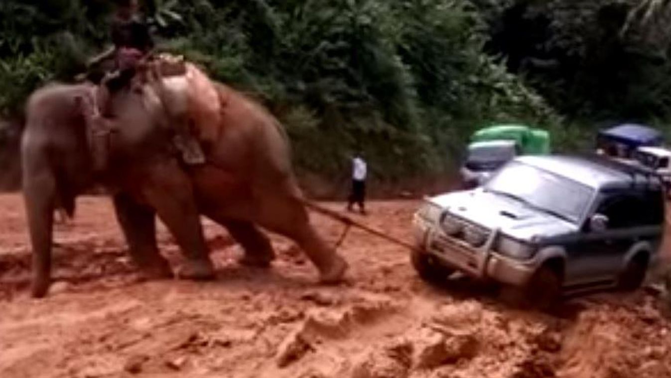 elefánt autó 