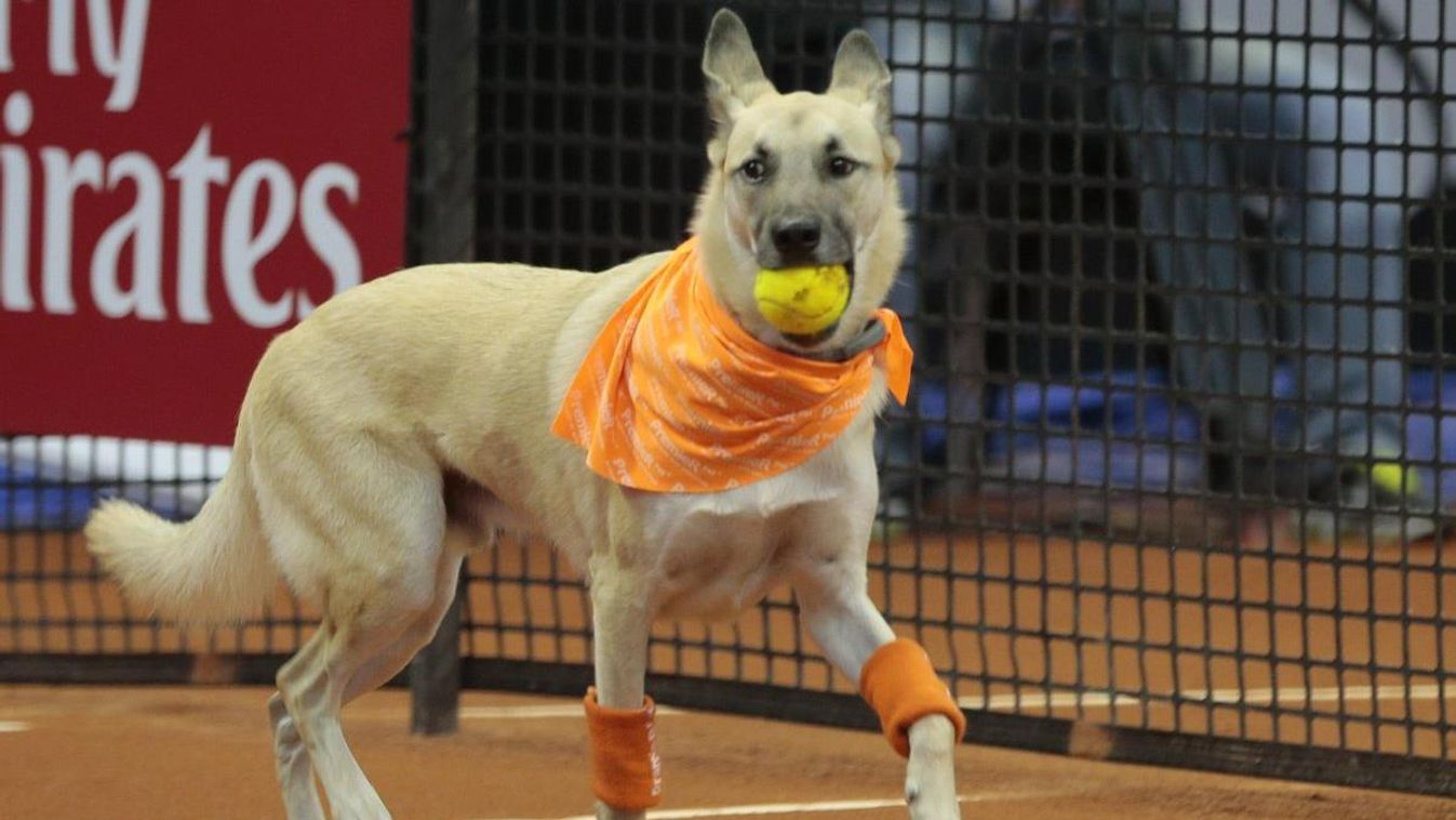 Labdaszedő kutya a Sao Pauló-i tenisztornán 