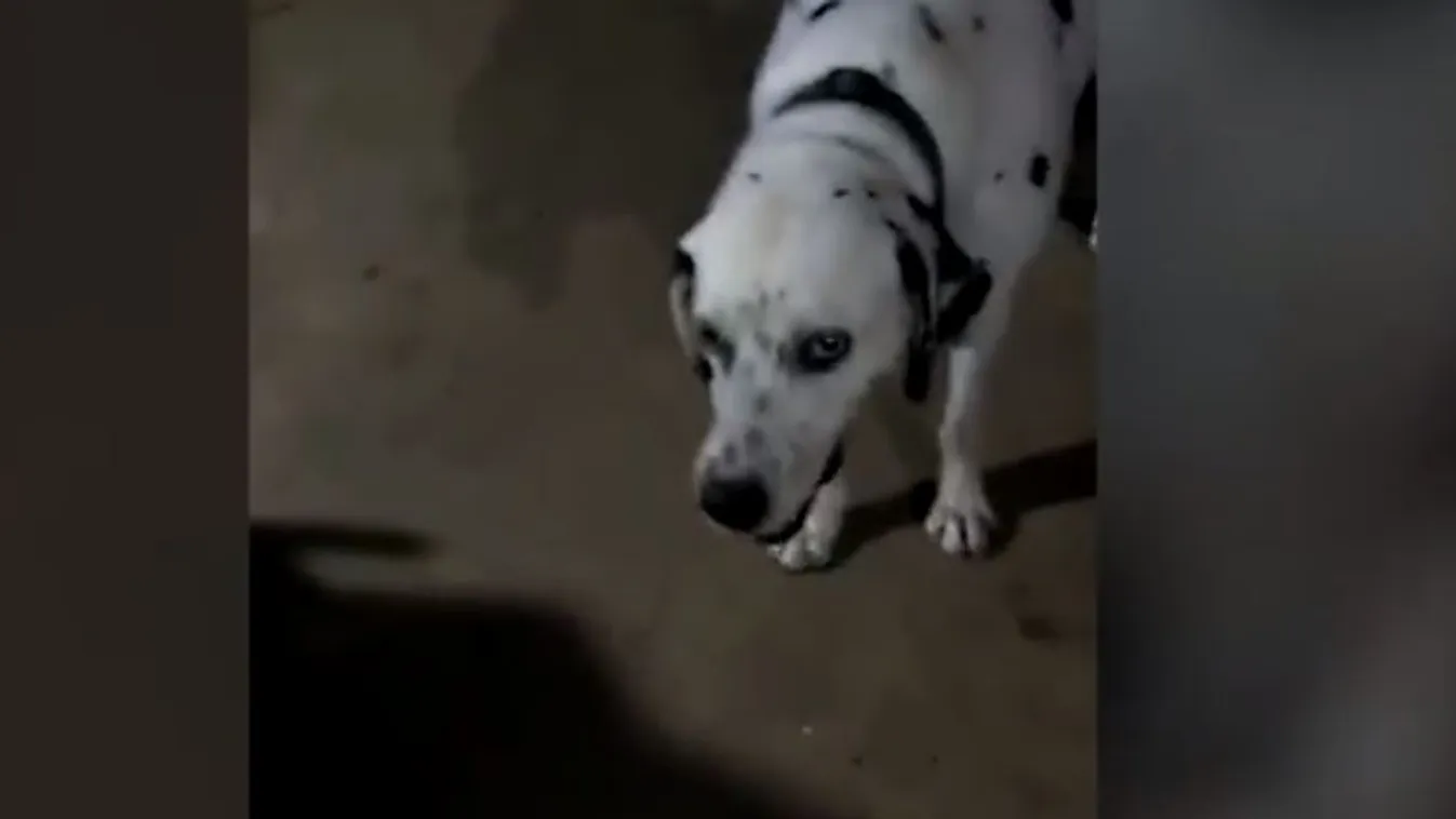 kutya, India, dalmata 