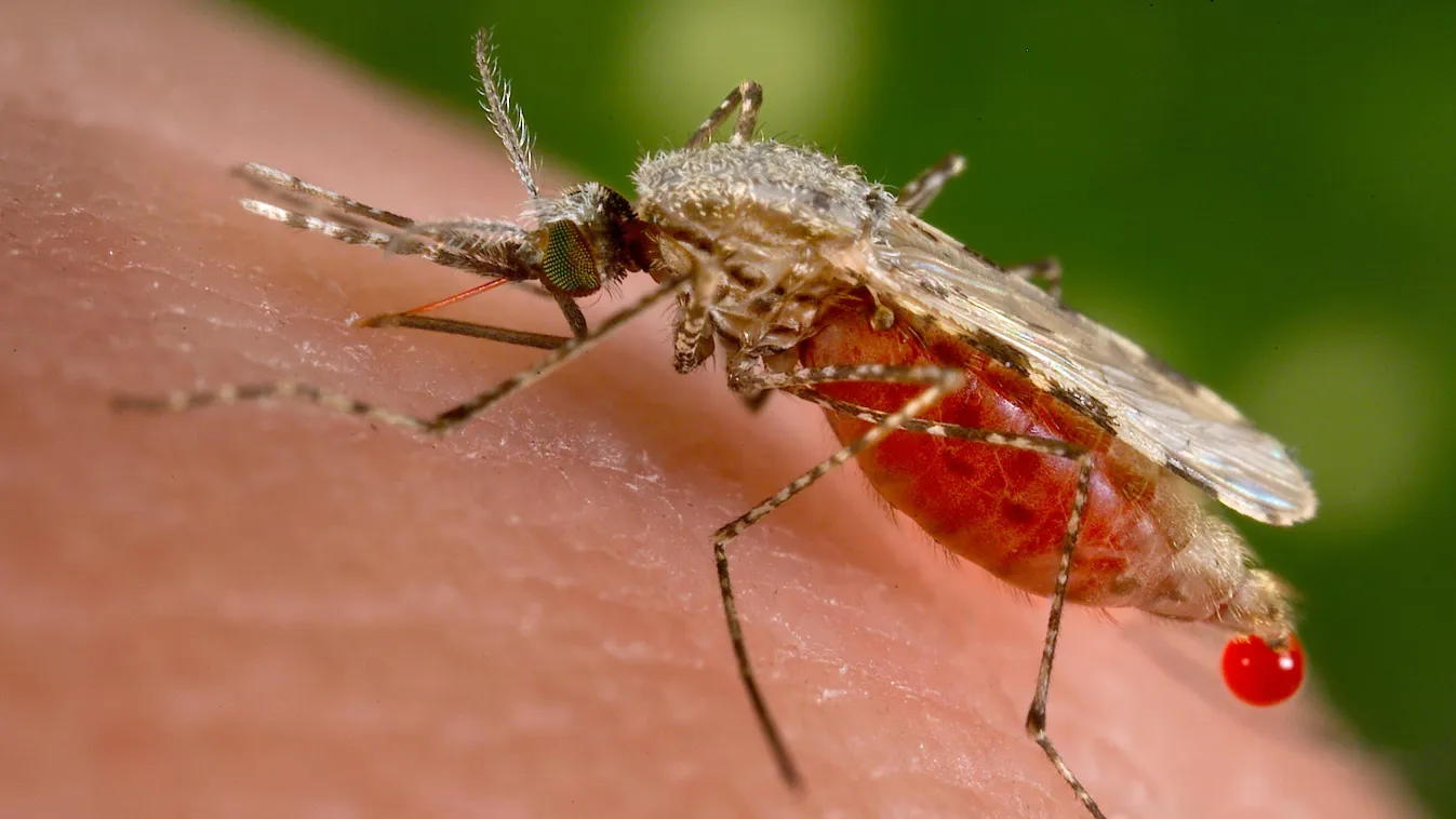 maláriaszúnyog 