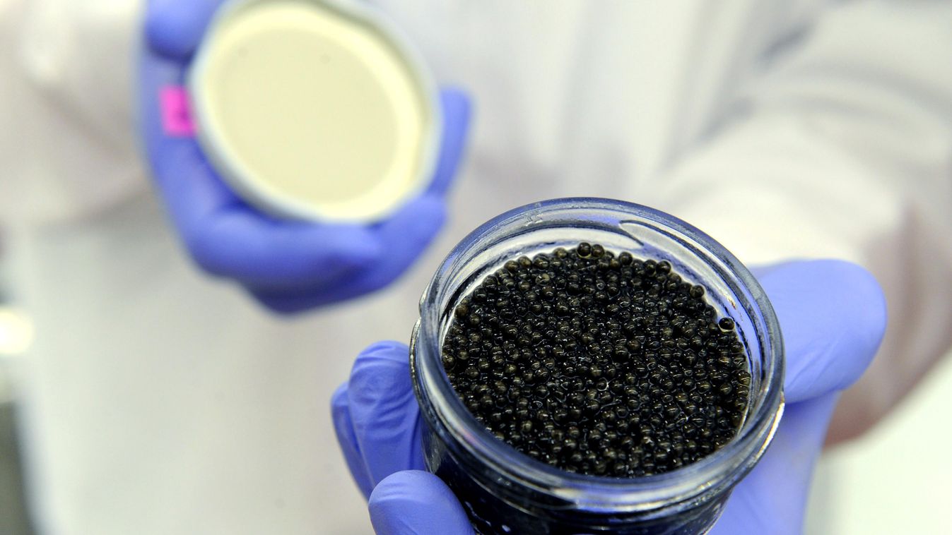 Caviar production without killing the sturgeon  tokhal kaviár 