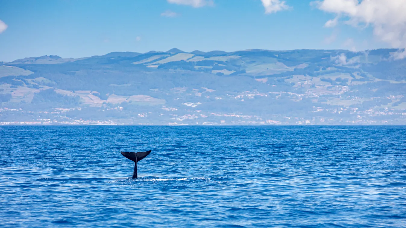 gömbölyűfejű delfin 