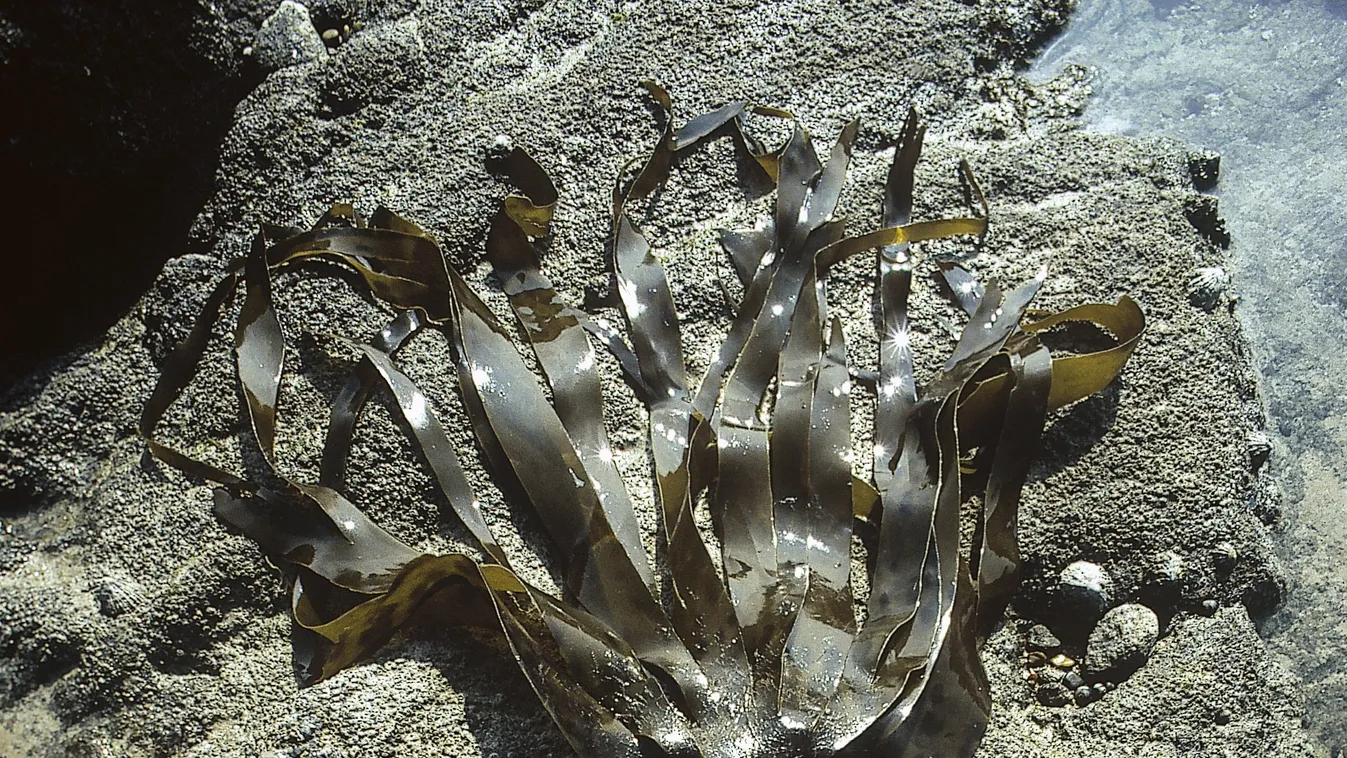 hz02643 Flore Flore de mer algue Pixaterra Herbacee europeenne BOTANY Botanique Botanica Alga SEAWEED European Herbaceous Flora marina 