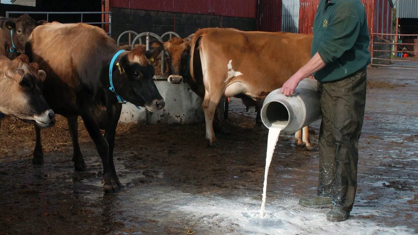 import tej VS magyar tej, elégedetlenek a termelők, illusztráció 