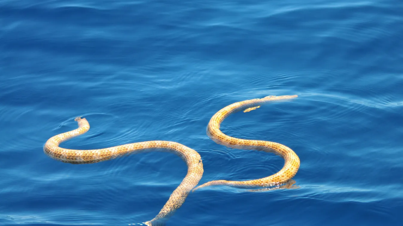 tengerikígyó 