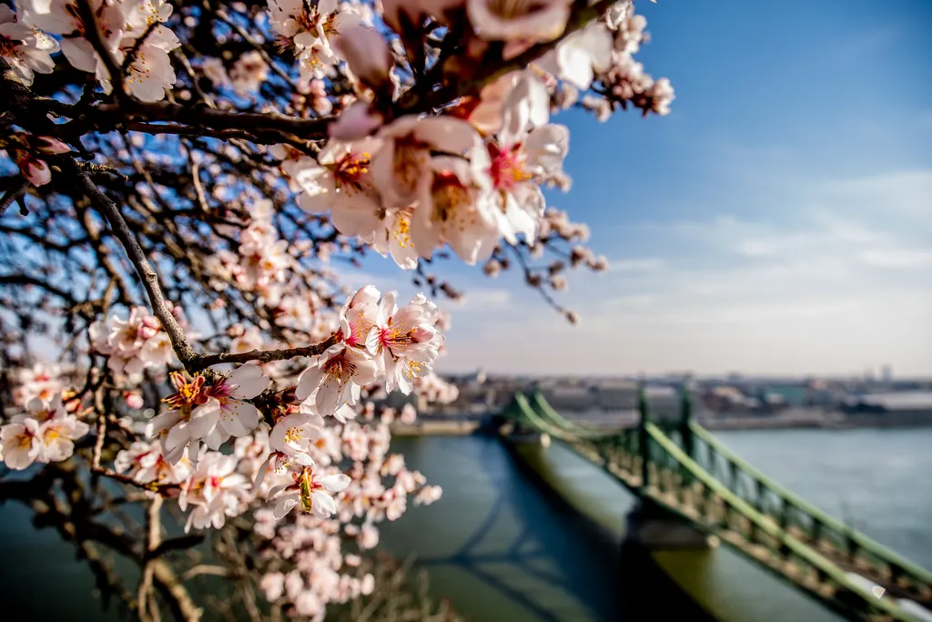 tavasz, virágzás, időjárás, napsütés, Budapest 