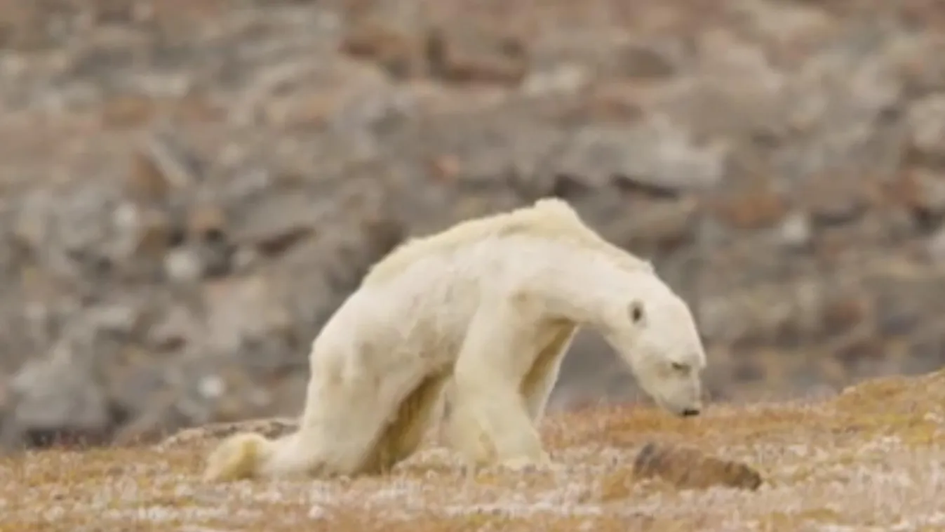 éhenhaló jegesmedve 