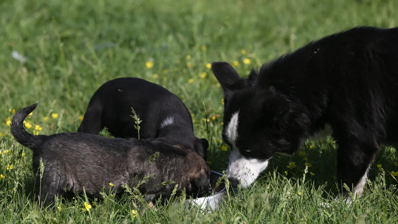 kutya, kölyök Animals' lives in Turkey's Bursa TURKEY May Bursa DOG BABY Animals 2018 ANIMAL puppy ANIMAL LIFE 