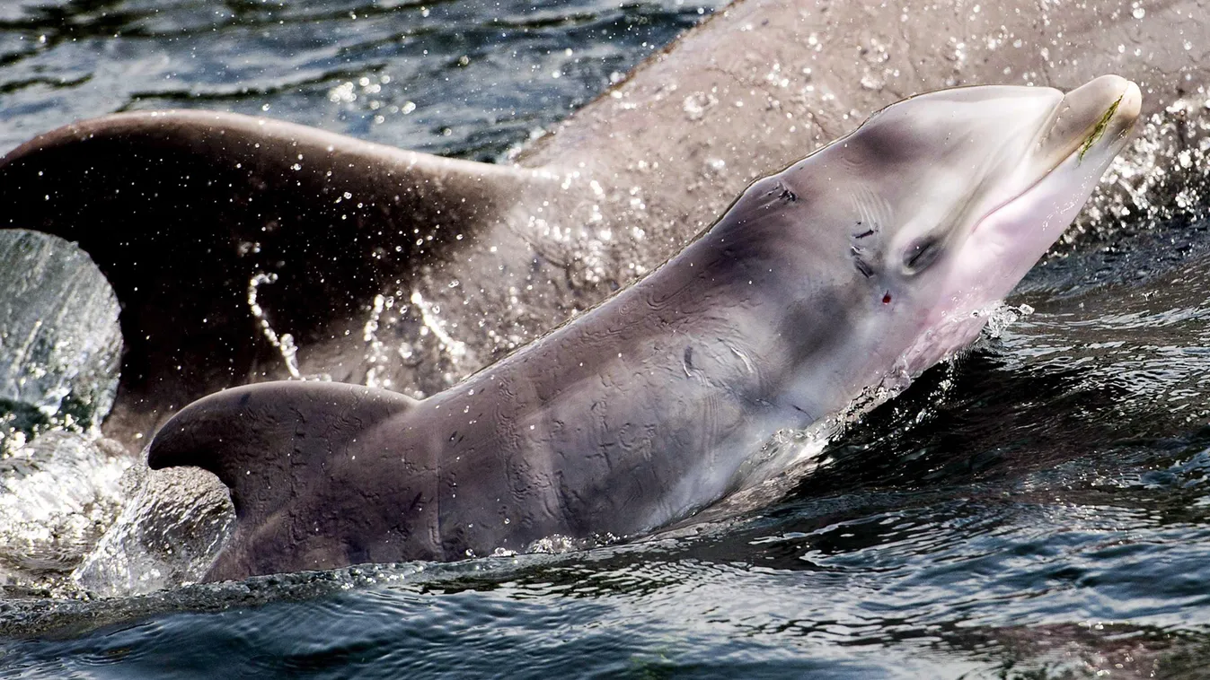 Harderwijk, 2014. augusztus 7.
Újszülött palackorrú delfin úszik anyjával a hollandiai  Harderwijk delfináriumában 2014. augusztus 7-én. A delfinbébi előző nap született. (MTI/EPA/Koen Van Weel) 