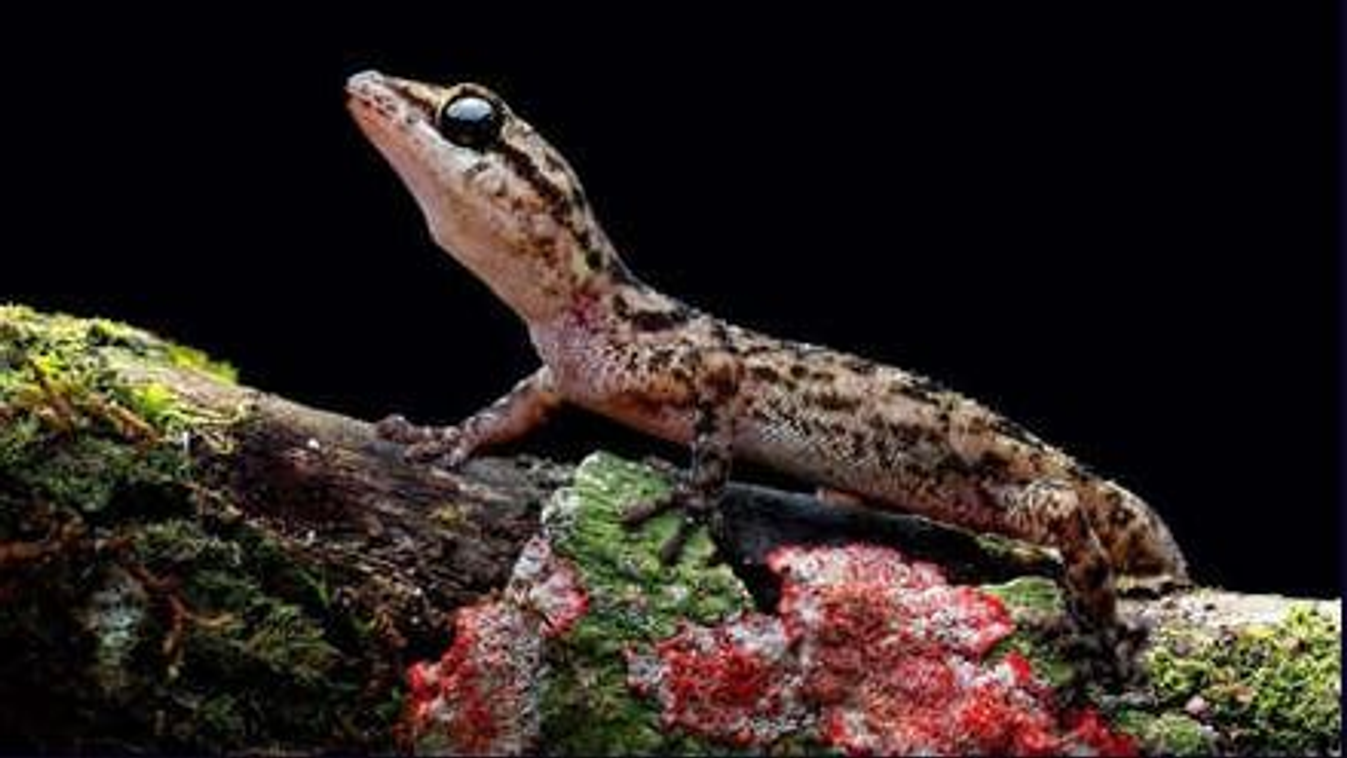 Galápagos-sziget, gekko, felfedezés, Phyllodactylus andysabini, Phyllodactylus simpsoni, tudomány 