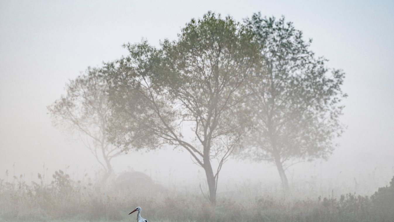 ÁLLAT fa FOTÓ FOTÓTÉMA gólya IDŐJÁRÁS ködös madár NÖVÉNY természetfotó 