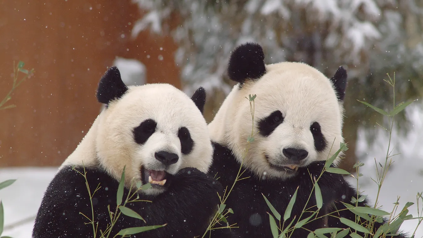 panda állatkert Washington 