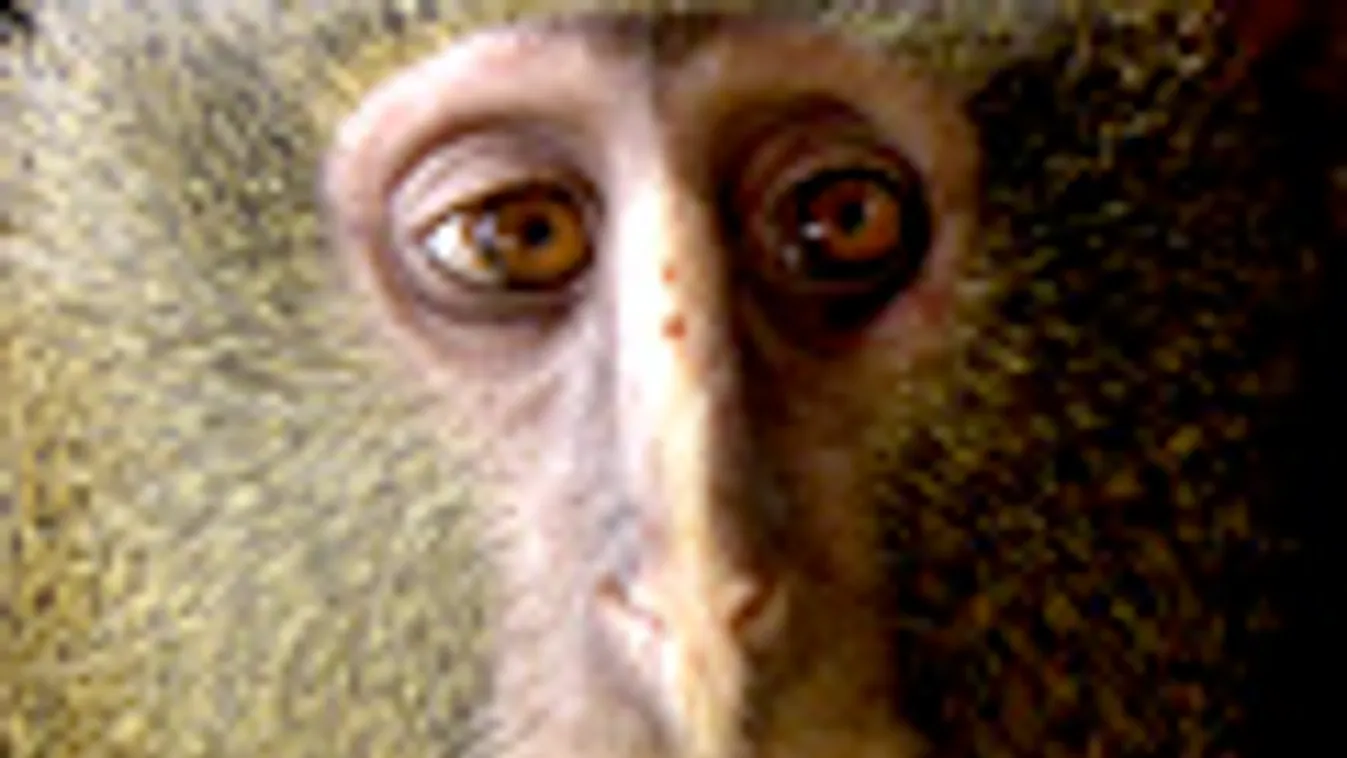 új színpompás majomfaj, Cercopithecus lomamiensist, Kongó, azúrkék golyók