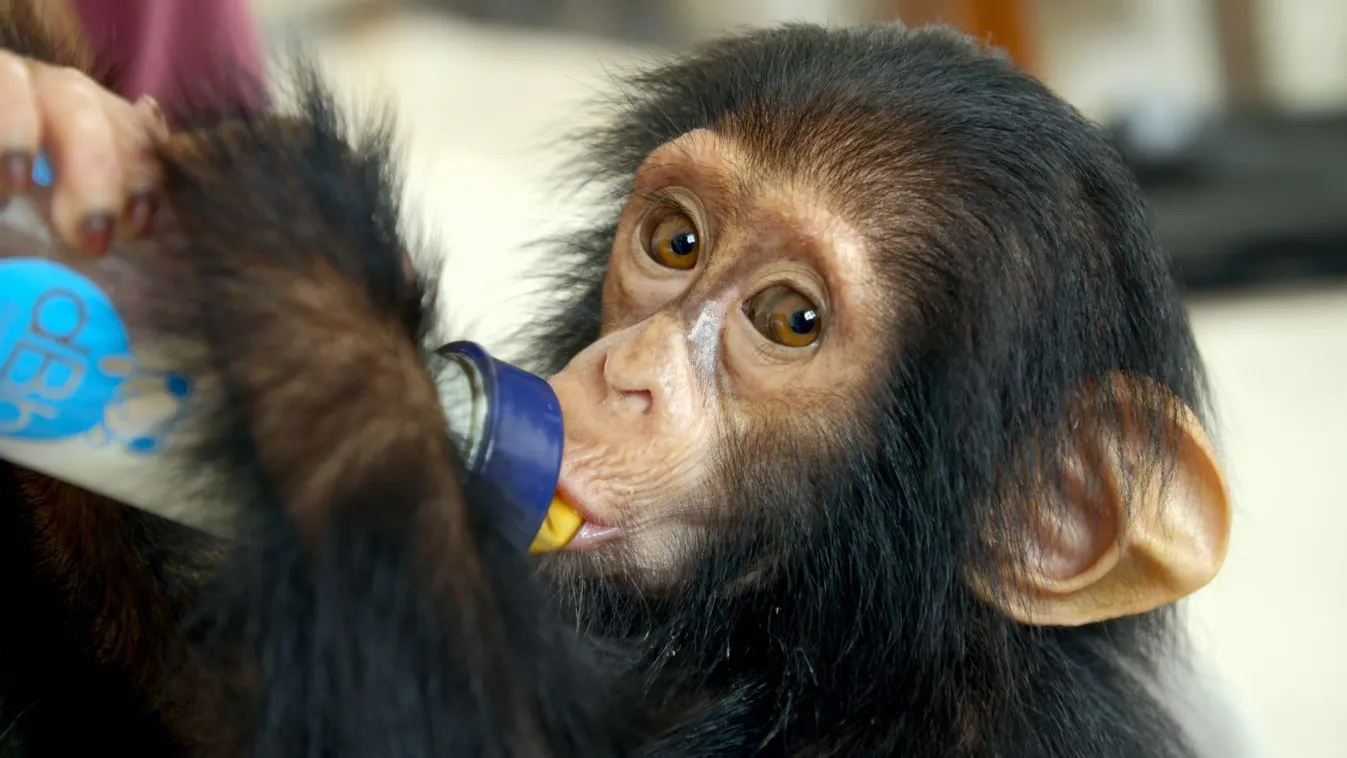 Jane Goodall, csimpánz 