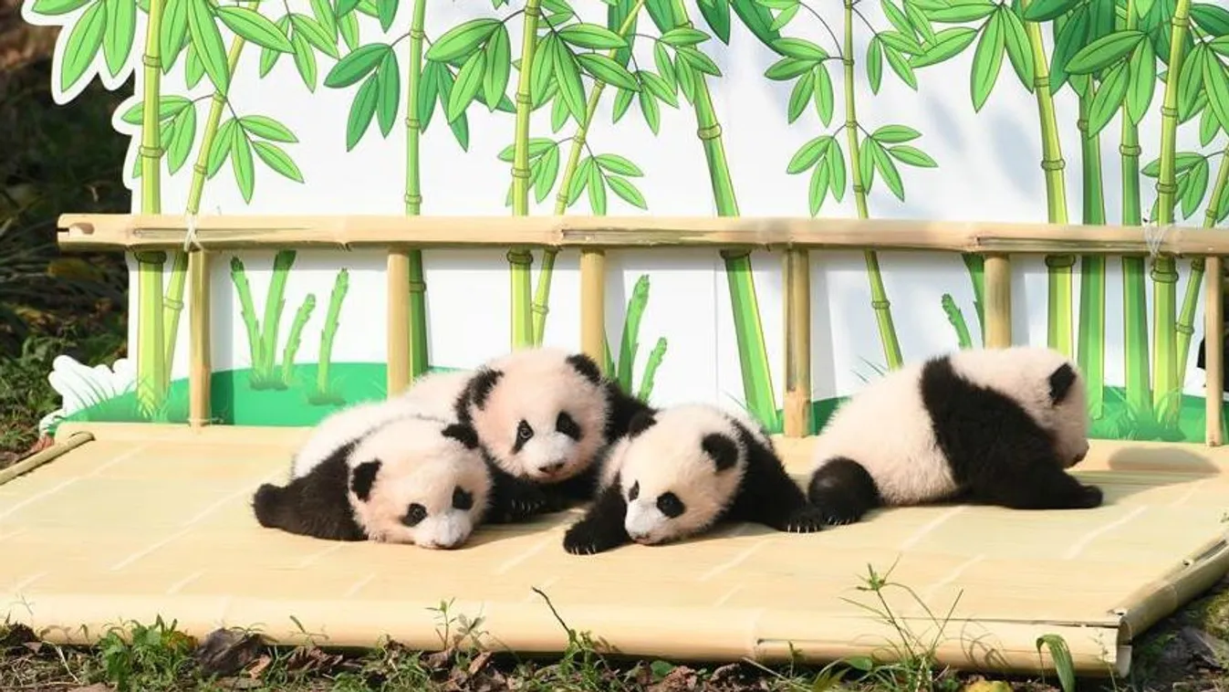 Kína, Óriáspanda, panda, Csungking állatkert, Csungking 