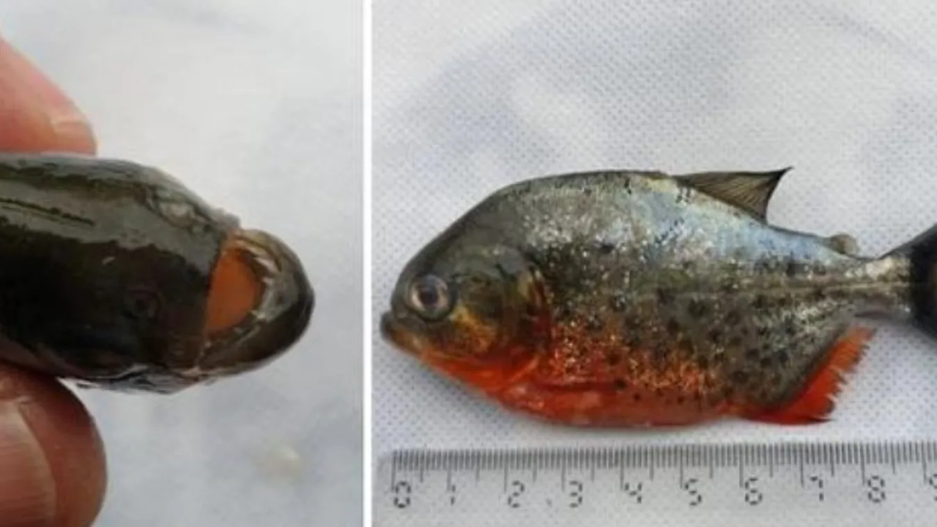 Piranhát találtak a Sebes-Körösben 
