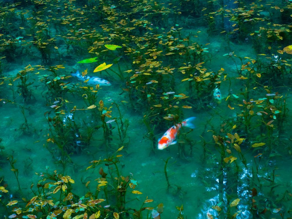 Monet’s Pond Japán 