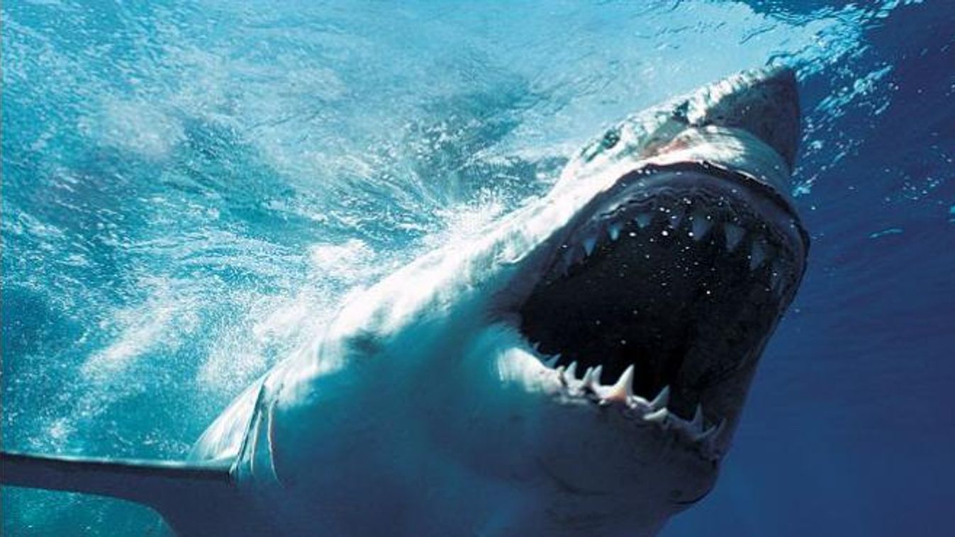 Három cápás film lesz a Universalon 