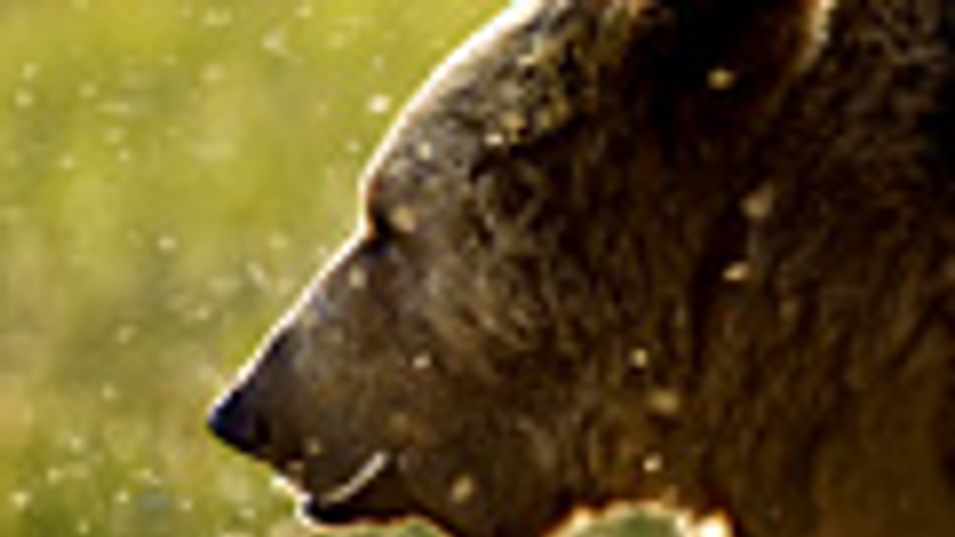 Barna medve a vadonban, Ursus, Svédországban