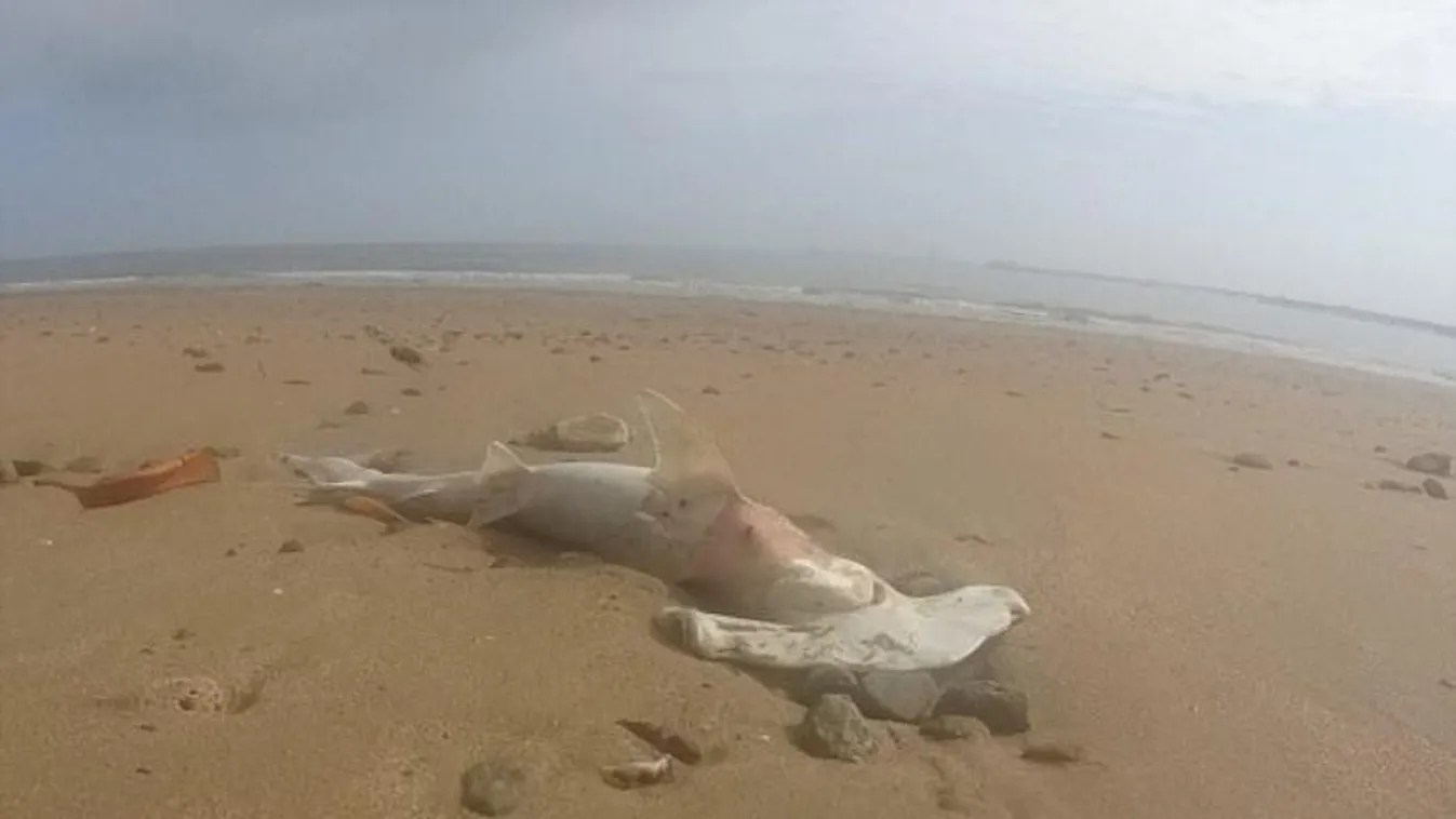 elpusztult cápa 
