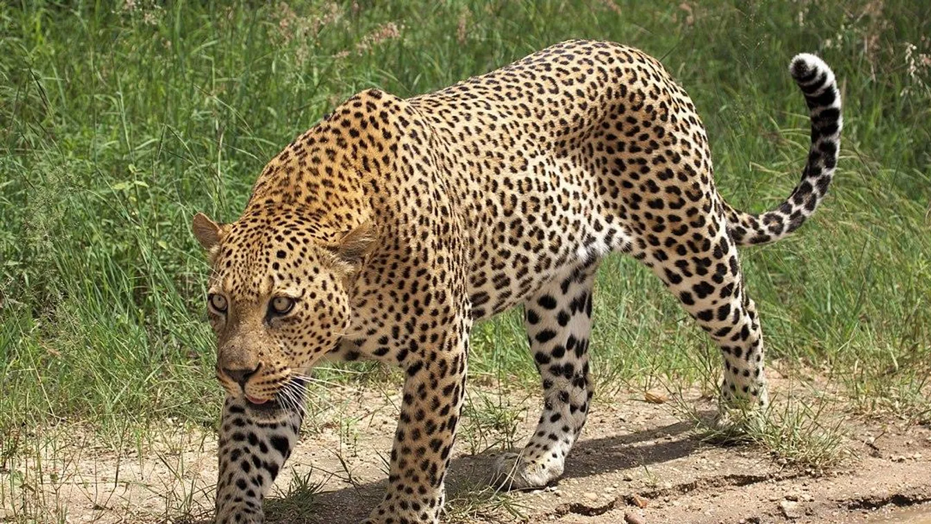 leopárd 