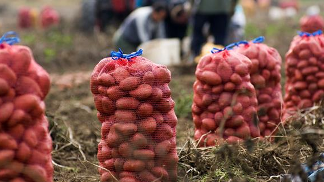burgonya, krumpli, emelkedik a krumpli ára, áremelés, 
Napszámosok szedik fel a burgonyát Kristófi Sándor leveleki mezőgazdasági vállalkozó burgonyaföldjén 