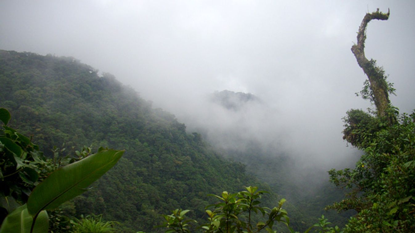 A Costa Rica-i Monteverde felhőerdői, a dolgát végző lajhár 