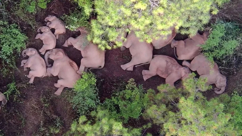 Álomszuszik alvó elefántok 