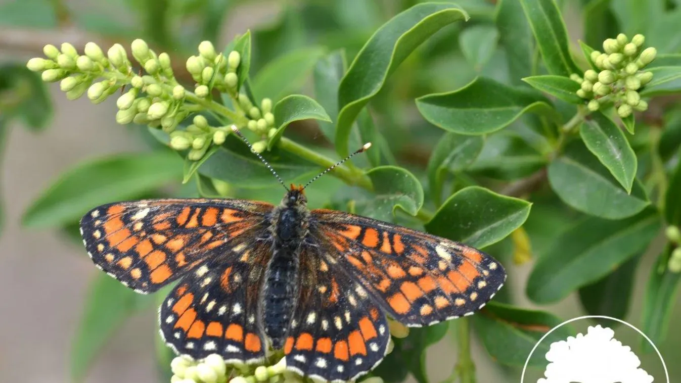 díszes tarkalepke, Euphydryas maturna 