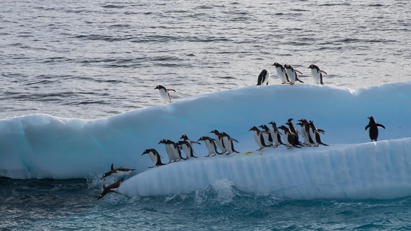 Antarktisz szamárpingvin Gentoo Penguins in the Antarctic Antarctic Peninsula Day Ice Icebergs Oceans (topography) (campaign title) February 15th, 2018. Antarctic Peninsula, Errera channel.
Gentoo penguins on an ice flow.
Greenpeace expedit 