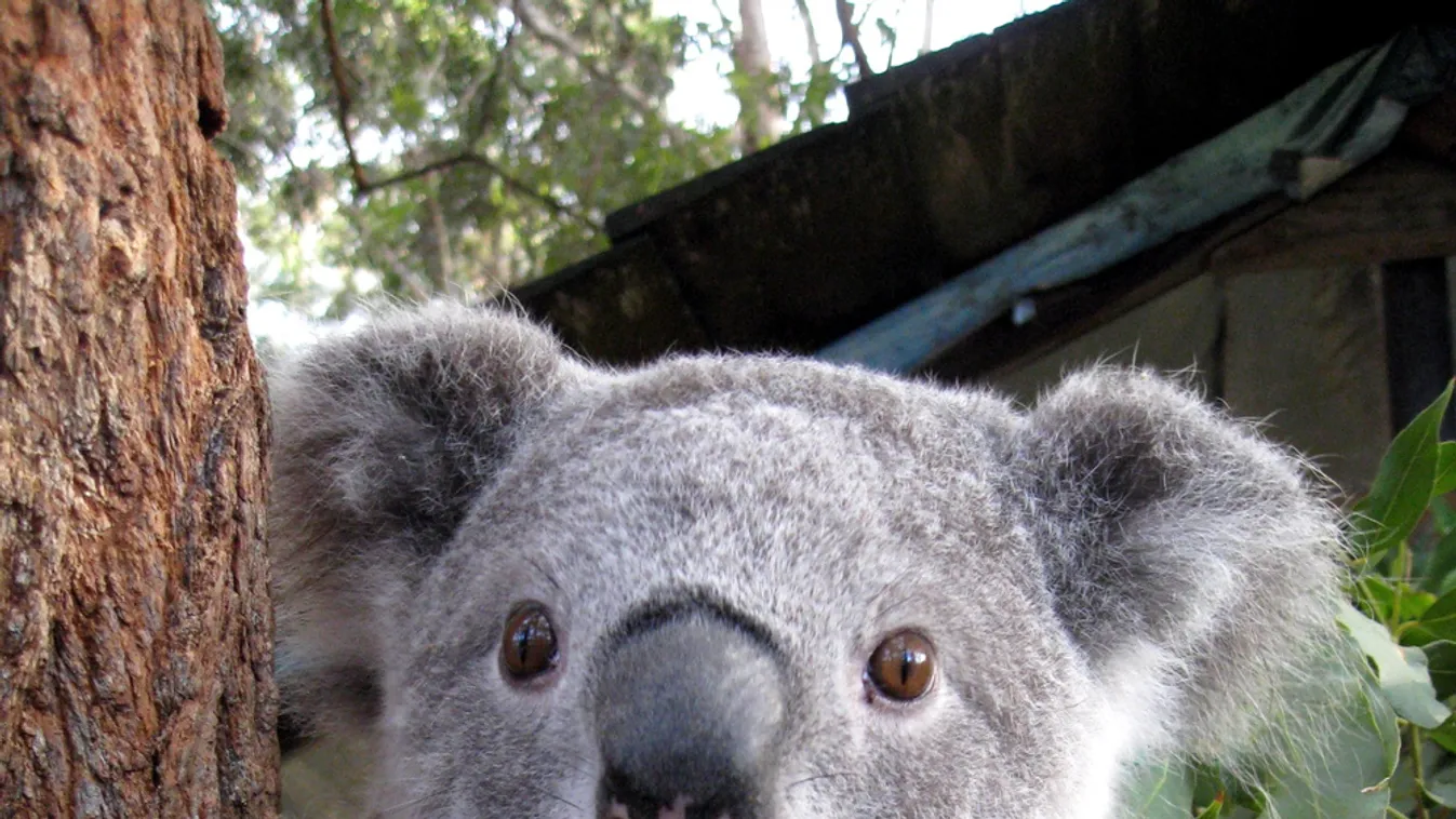 koala, mém 