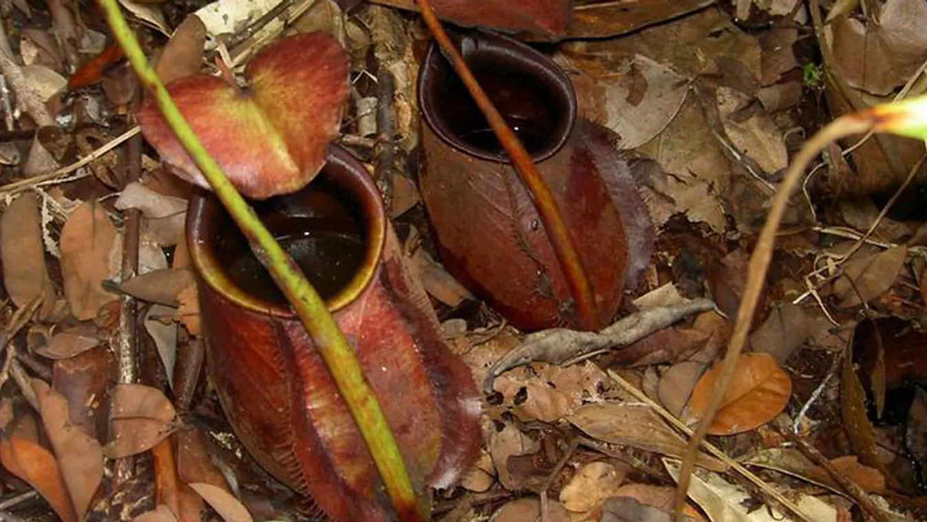 Nepenthes bicalcarata húsevő növény