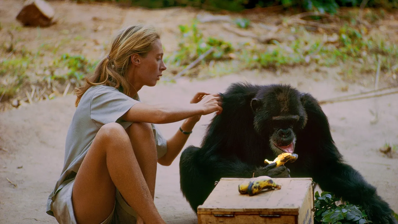 62979 Gombe, Tanzania - David Greybeard was the first chimp to lose his fear of Jane, eventually coming to her camp to steal bananas and allowing Jane to touch and groom him. As the film JANE depicts, Jane and the other Gombe researchers later discontinue