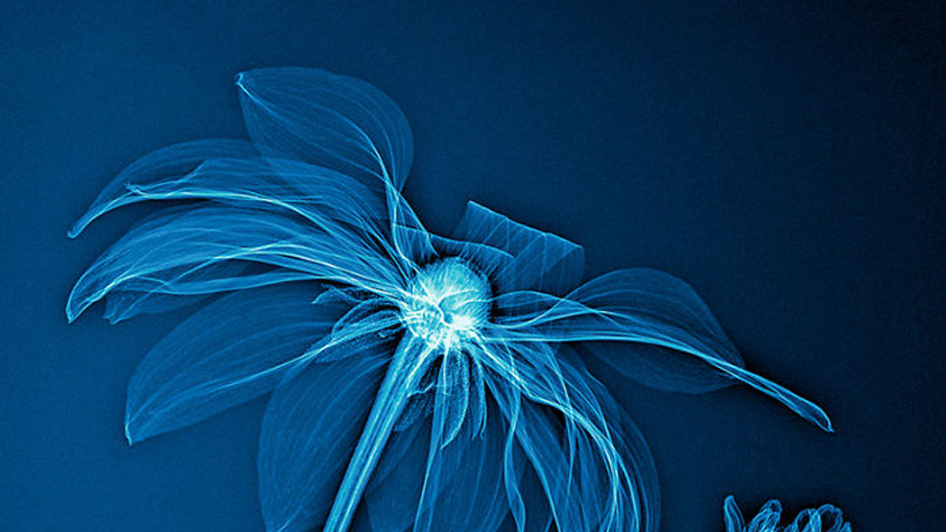 Lenyűgöző röntgenképek a természetről , virág, röntgen, röntgenkép, művészet 