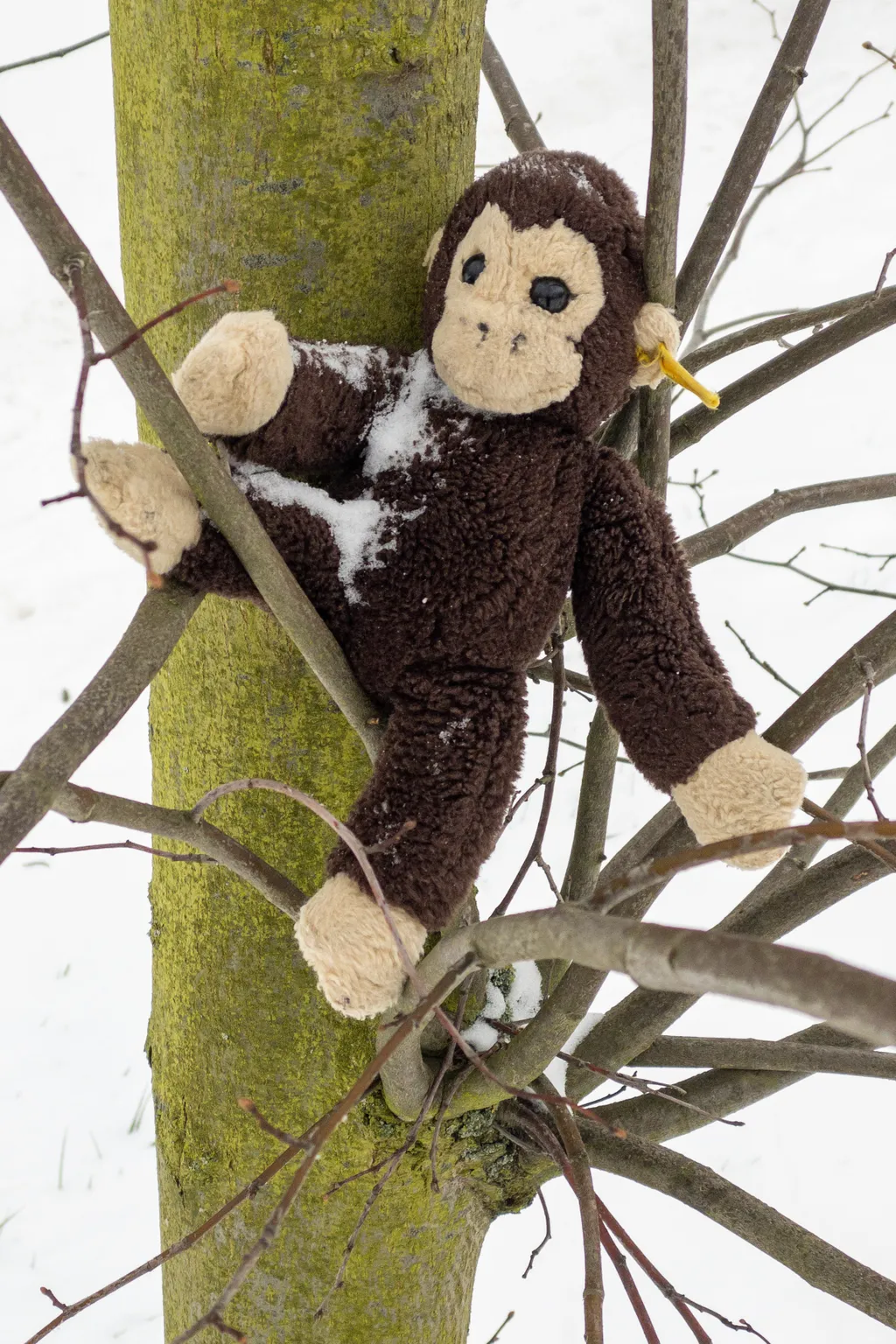 Lost toy Lifestyle and Leisure games weather education Free time Seasons Children Soft Toys CHIMPANZEE Toys Cuddly Animal Soft toy Steiff Koko Chimpanzee dark brown Faux fur cute SWEET nice soft Tree Exterior shot OBJECT 