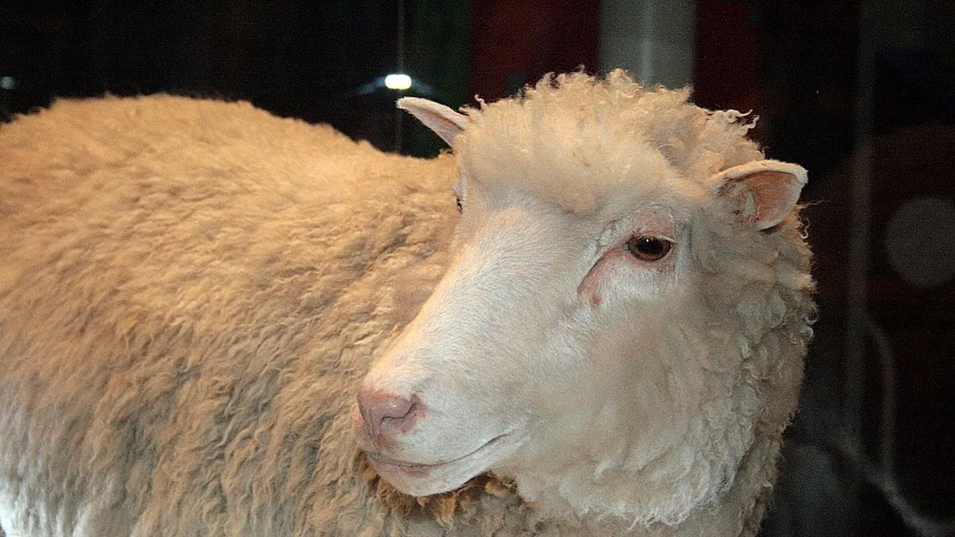 Dolly bárány sheep klón clone 