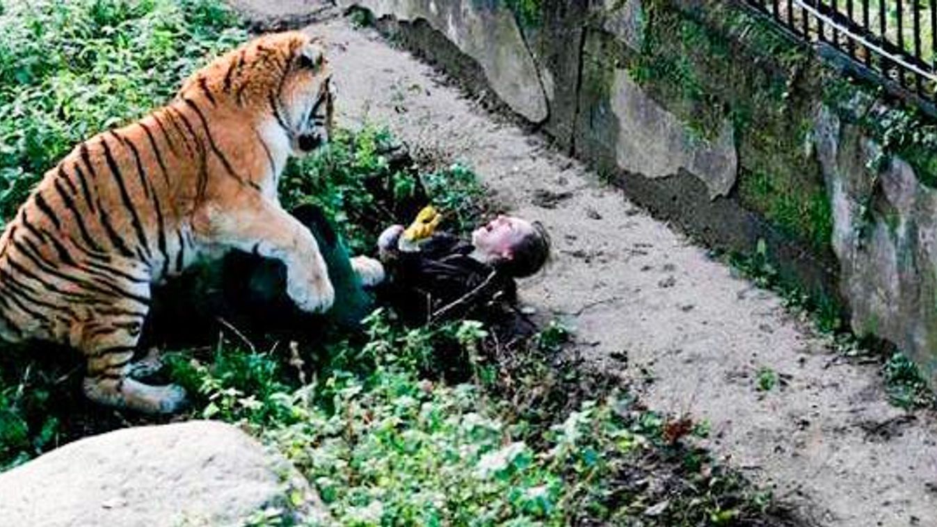 tigris kalinyingrád állatkert 