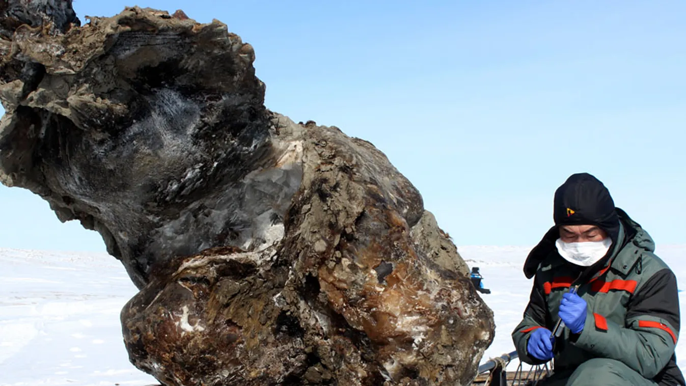 mamut, mamutvért talált egy orosz kutatócsoport a jeges-tengeren