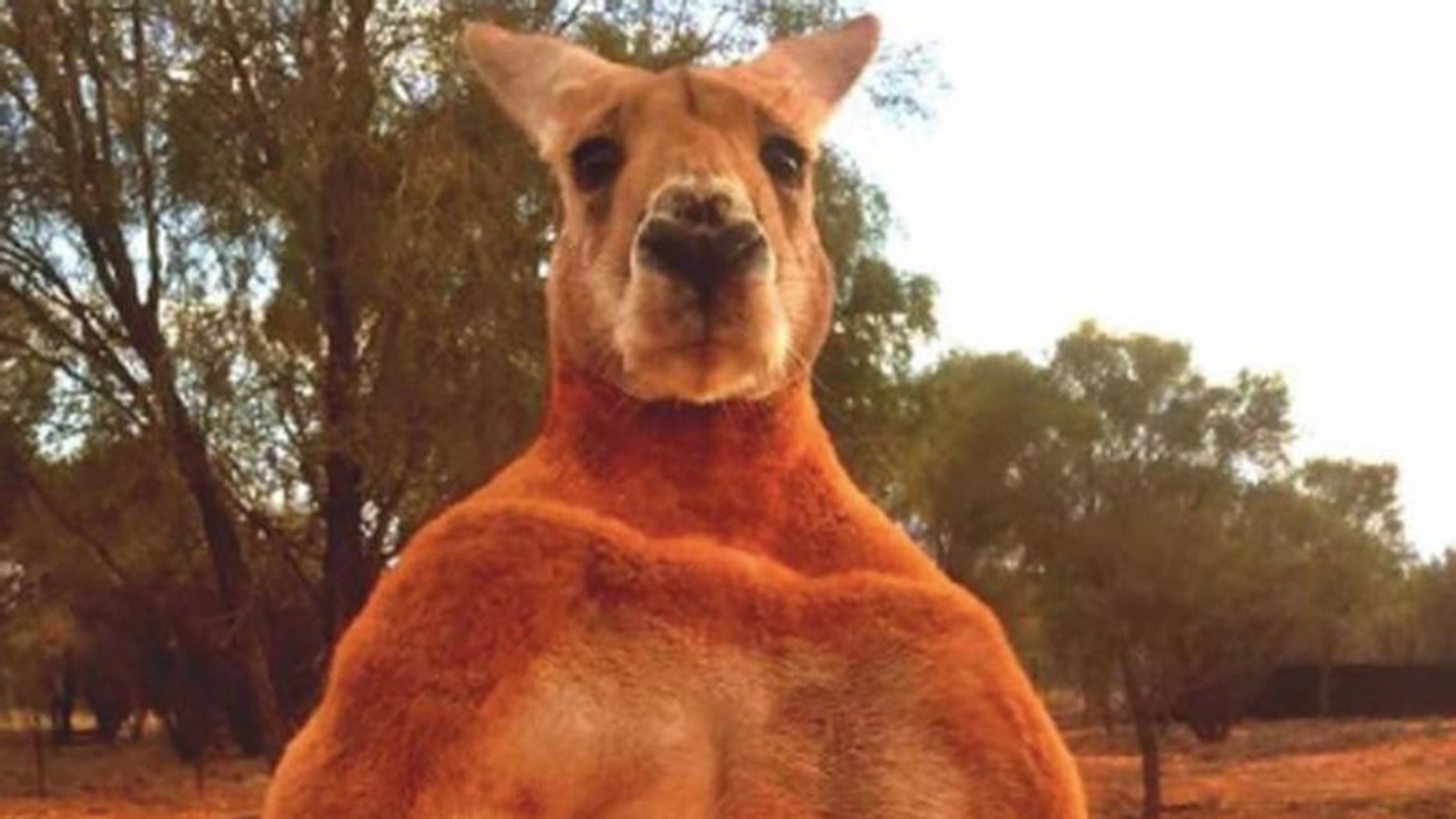 Roger, Ausztrália, kenguru, izmos kenguru 
