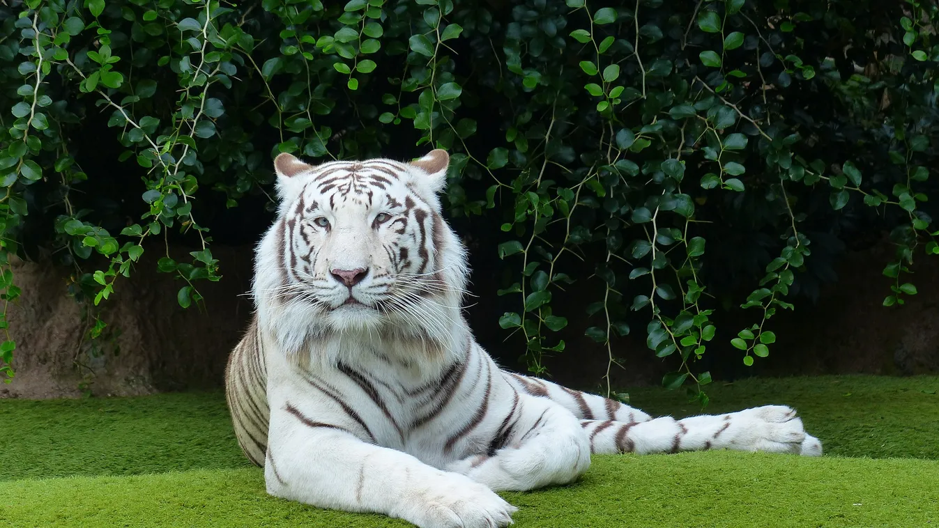 tigris,fehér,benga 