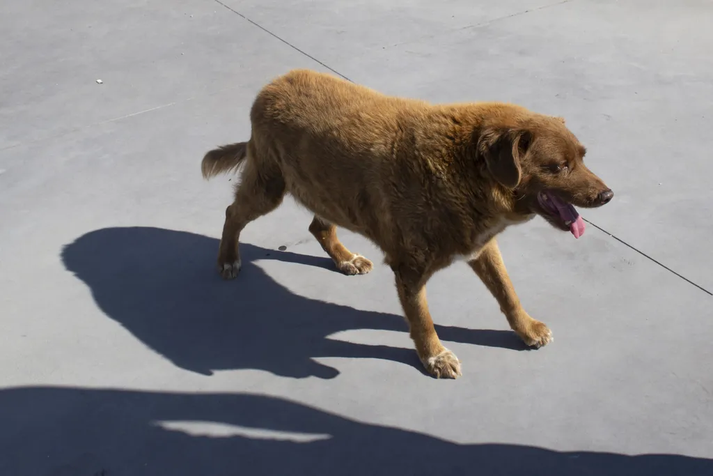 Bobi a világ legidősebb kutyája: 31 éves, galéri, 2023 