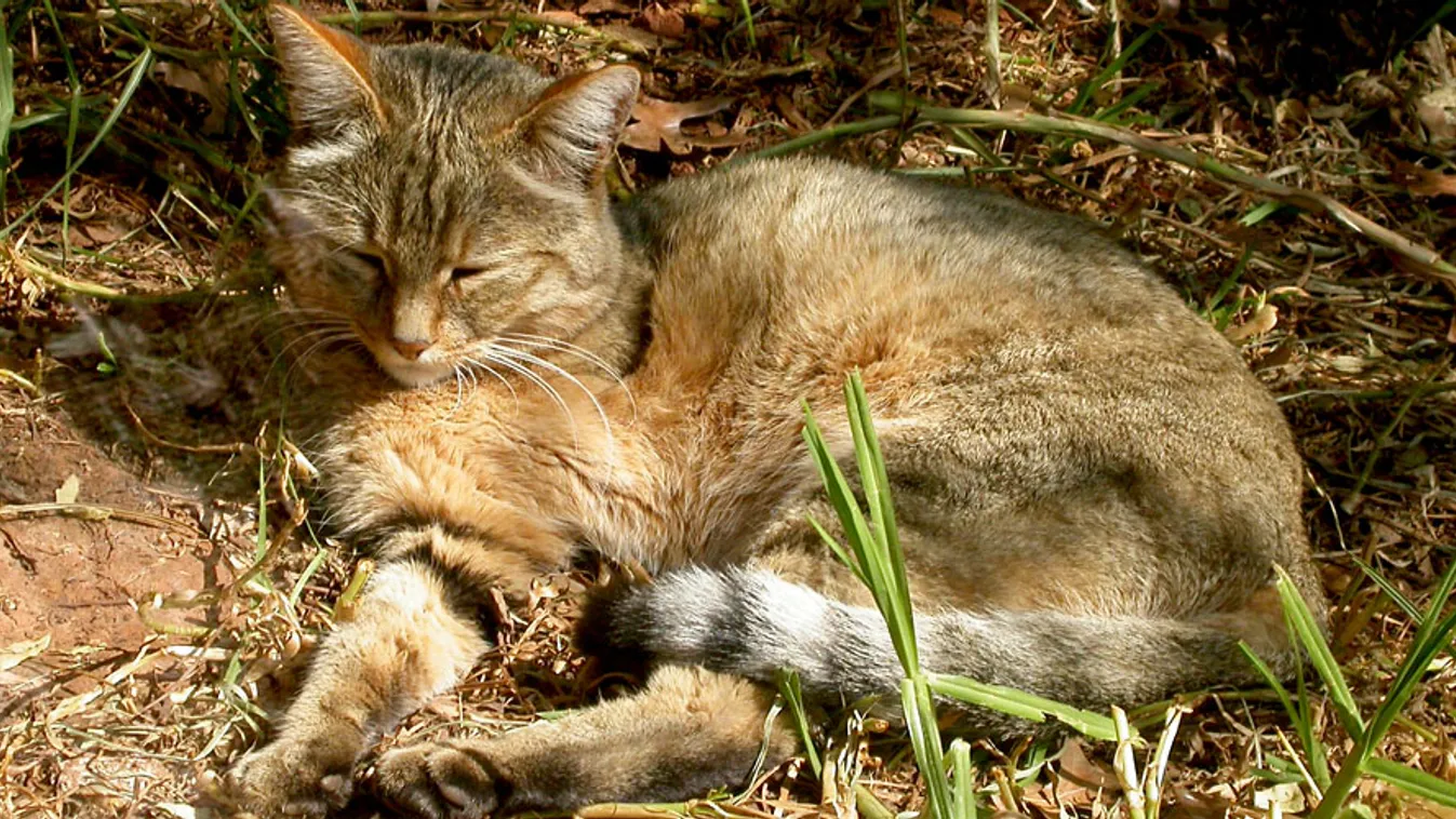 afrikai vadmacska, macska, Felis silvestris