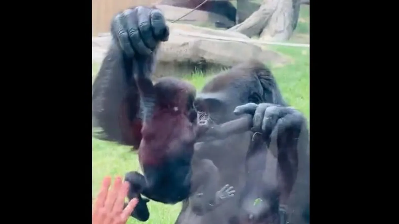 gorilla 
